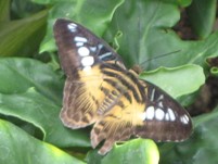 Butterfly at St Andrews Botanics
