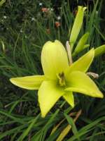 Day Lily in July