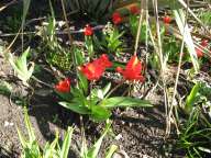 Early flowering tulips